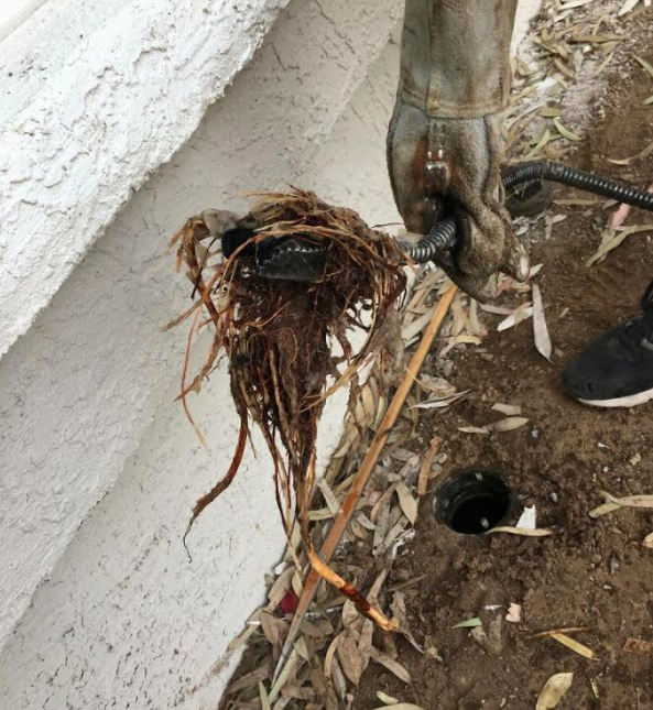 tree roots taken from plumbing pipes with an auger